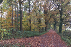 Herfstbeeld bos Italiaanse meren
