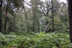 Bos met grove den en hier en daar een Wintereik 