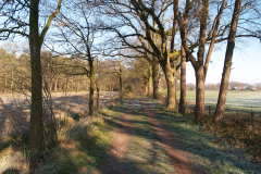 Bospad richting Duitsland