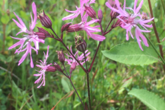 Bosmans Brook, echte koekkoeksbloem