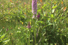 Bosmans Brook, gevlekte orchis