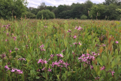 Bosmans Brook, echte koekkoeksbloem