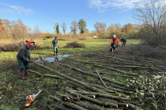 Bosmans Brook, afzetten van elzen in de houtsingel