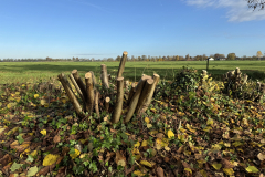 Bosmans Brook, afgezette houtsingel