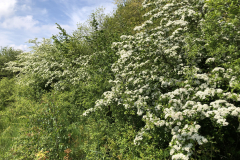 Bosmans Brook,  bloeiende meidoorn