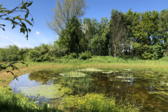 Bosmans Brook, poel met struweel voor de boomkikker