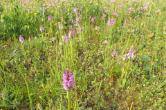 Bosmans Brook, gevlekte orchissen