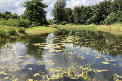 Bosmans Brook, poel met struweel voor de boomkikker