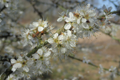 Bosmans Brook, bloeiende meidoorn