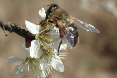 Bosmans Brook, voorjaar!