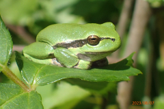 Bosmans Brook, boomkikker