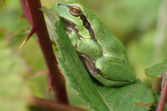Bosmans Brook, boomkikker