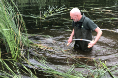 Bosmans Brook, maaien lisdodden met de zeis