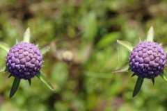 Bosmans Brook, blauwe knoop