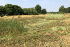 Droogte ! Maaien van de poelen 