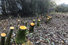 Houtsingel met afgezette elzen