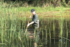 Met de zeis het riet en lisdodden maaien. Zwaar werk !