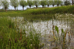 D'n Leeg'n Könningsstool, poel met waterviolier