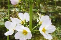 Waterviolier