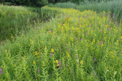 D'n Leeg'n Könningsstool, bloeiende moeraswederik