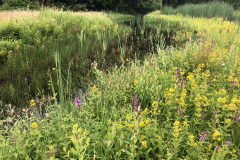 D'n Leeg'n Könningsstool, kattenstaart met moeraswederik