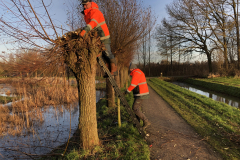 D'n Leeg'n Könningsstool, knotploeg in actie