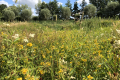 D'n Leeg'n Könningsstool, uitbundige bloei van de moeraswederik