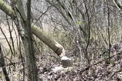 D'n Leeg'n Könningsstool, de bever was er ook 