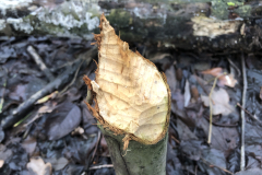 D'n Leeg'n Könningsstool, de bever was er ook 