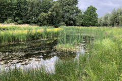 D'n Leeg'n Könningsstool, zomer