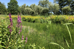D'n Leeg'n Könningsstool, zomer