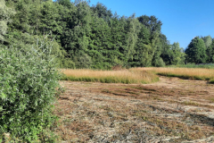 D'n Leeg'n Könningsstool, SINUS grasland beheer
