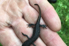 Kamsalamander