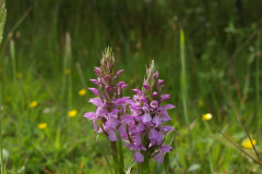 Gevlekte orchis