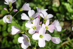 Pinksterbloem