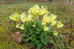 Slanke sleutelbloem