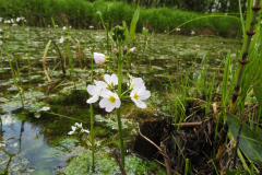 Waterviolier