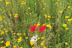 Bloemrijke akkerrand met gele ganzenbloem, klaproos en echte kamille