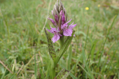 Gevlekte orchis