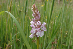 Gevlekte orchis