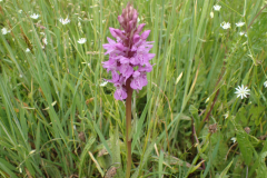 Gevlekte orchis