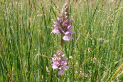 Gevlekte orchis 