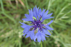 Korenbloem