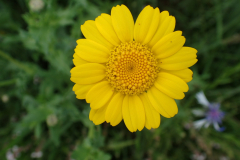 Gele ganzenbloem
