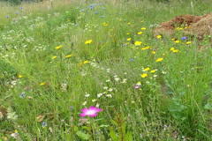 Bloemrijke akkerrand met bolderik en gele ganzenbloem 