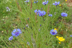 Bloemrijke akkerrand met korenbloem en gele Ganzenbloem