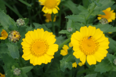 Gele ganzenbloem