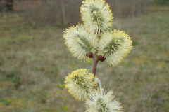 Bloeiende katjes van de boswilg