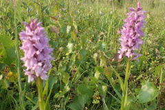 Gevlekte orchis