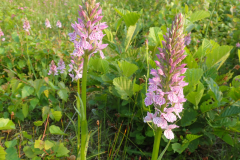 Gevlekte orchis